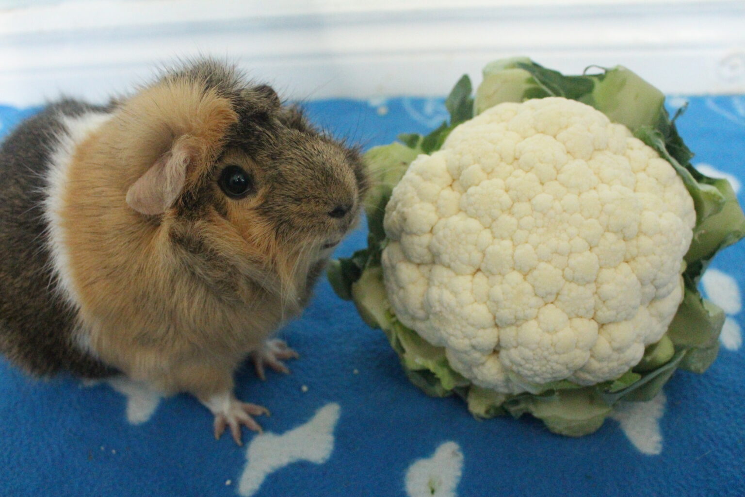 21 Low Calcium Foods For Guinea Pigs Precisely Pets