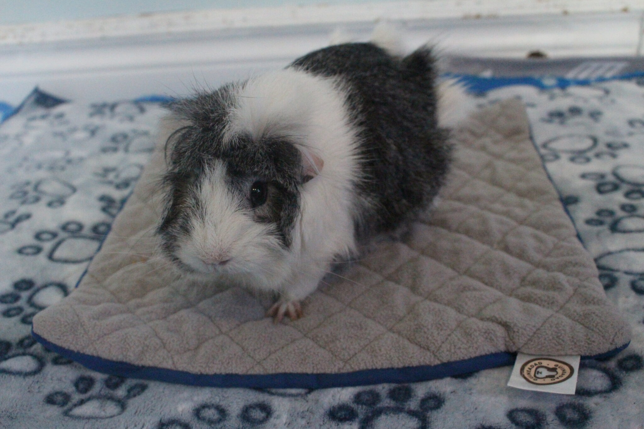 How To Wick Fleece In 9 Easy Steps Precisely Pets