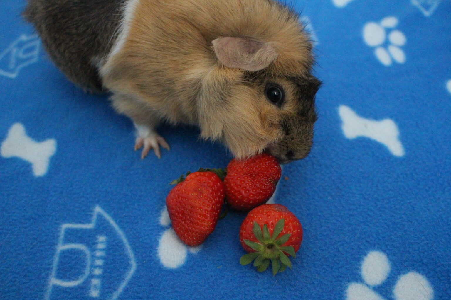 View of What Berries Can Guinea Pigs Eat? (10 Safe Types) - Precisely Pets