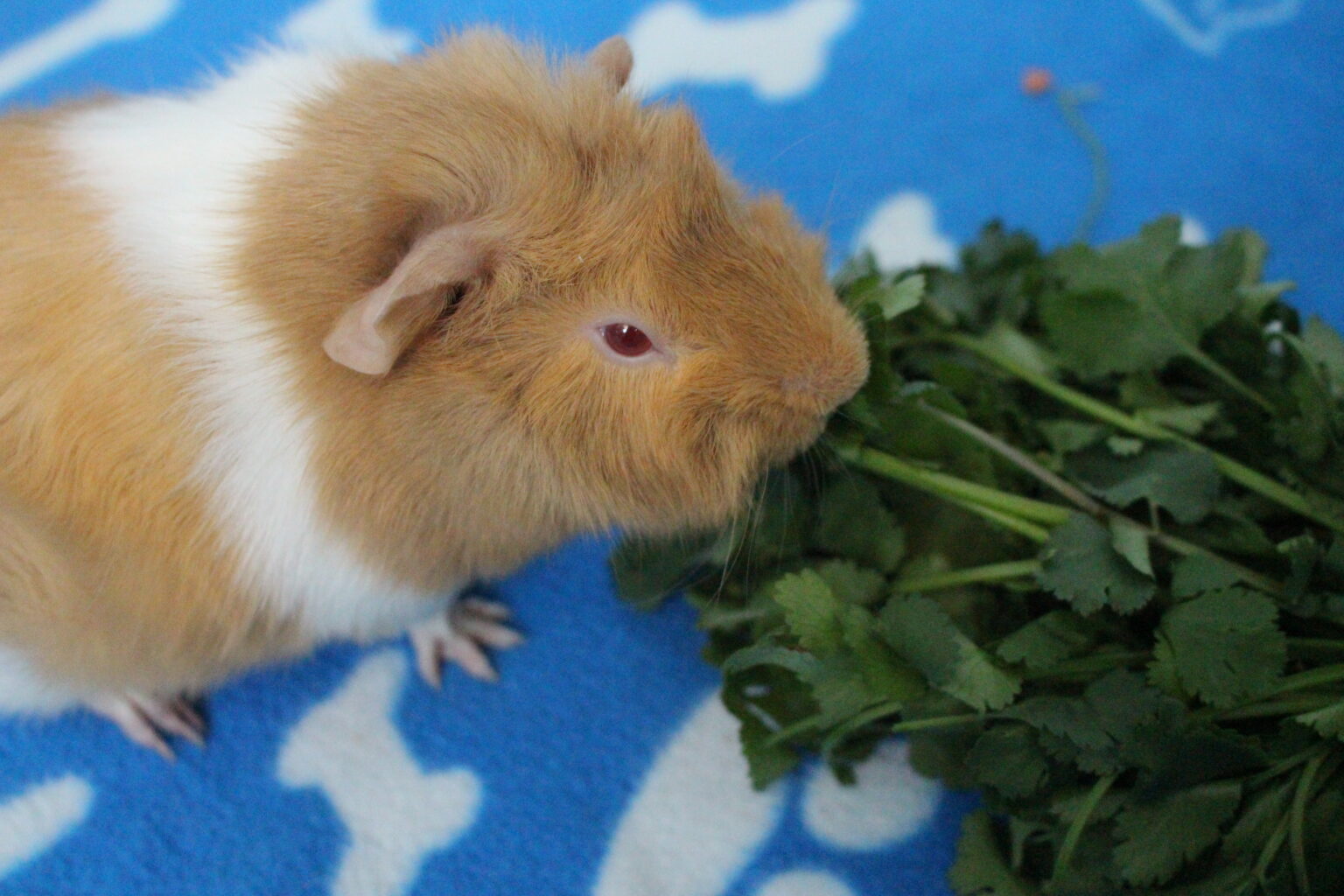 Captivating Can Guinea Pigs Eat Cilantro Landscape in 4K Captivating Can Guinea Pigs Eat Cilantro Landscape in 4K