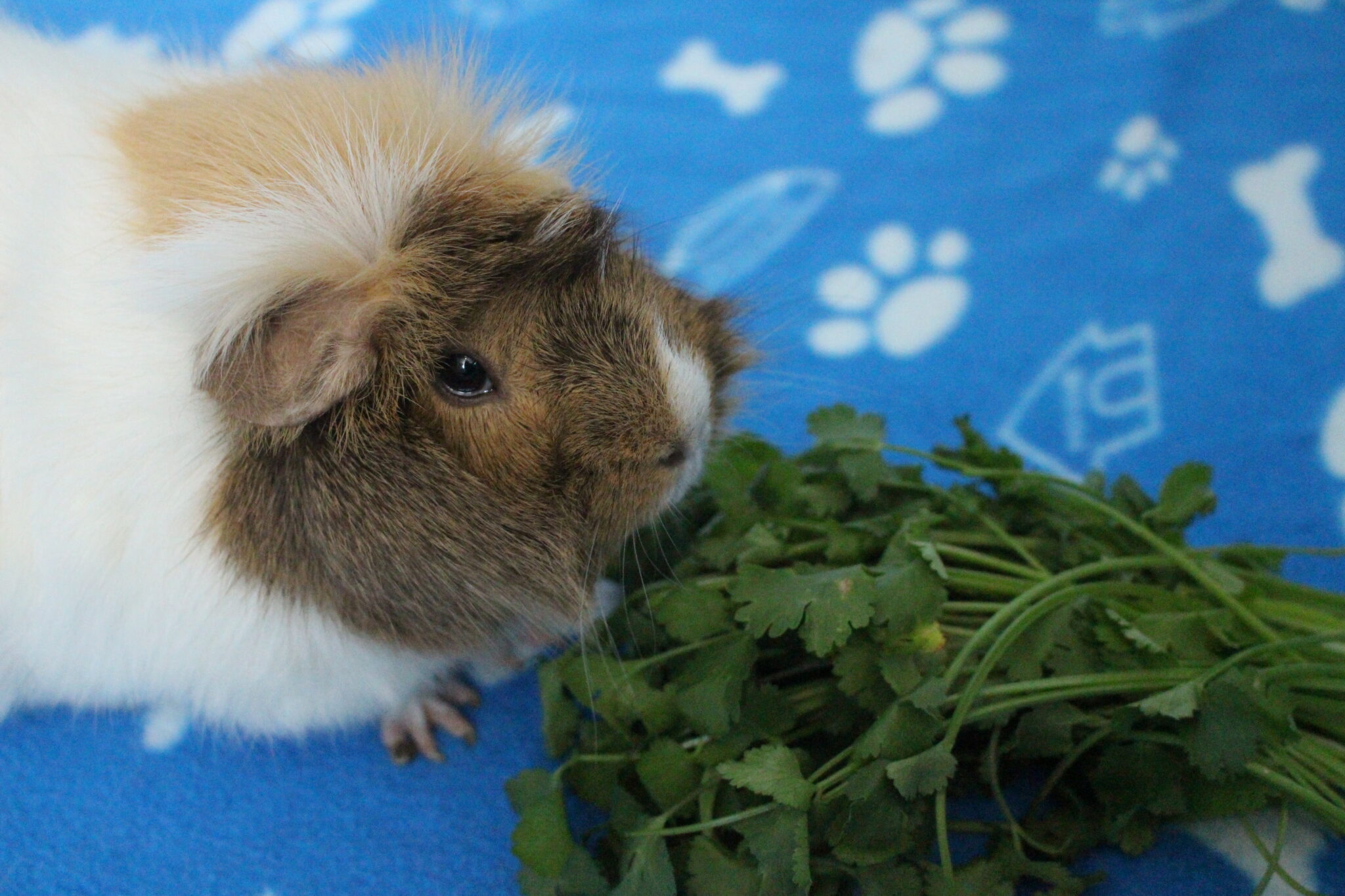 Mesmerizing Can Guinea Pigs Have Cilantro Background Digital Art Mesmerizing Can Guinea Pigs Have Cilantro Background Digital Art