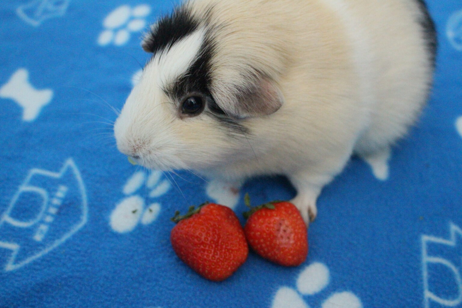 Can Guinea Pigs Eat Mushrooms? (Is It Safe?) Precisely Pets