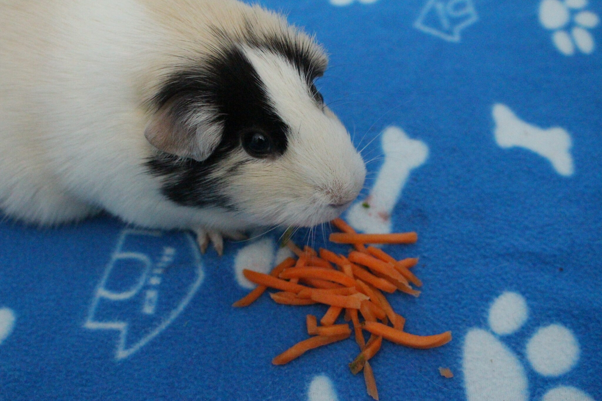 Can Guinea Pigs Eat Carrots? (How Much Is Safe?) - Precisely Pets