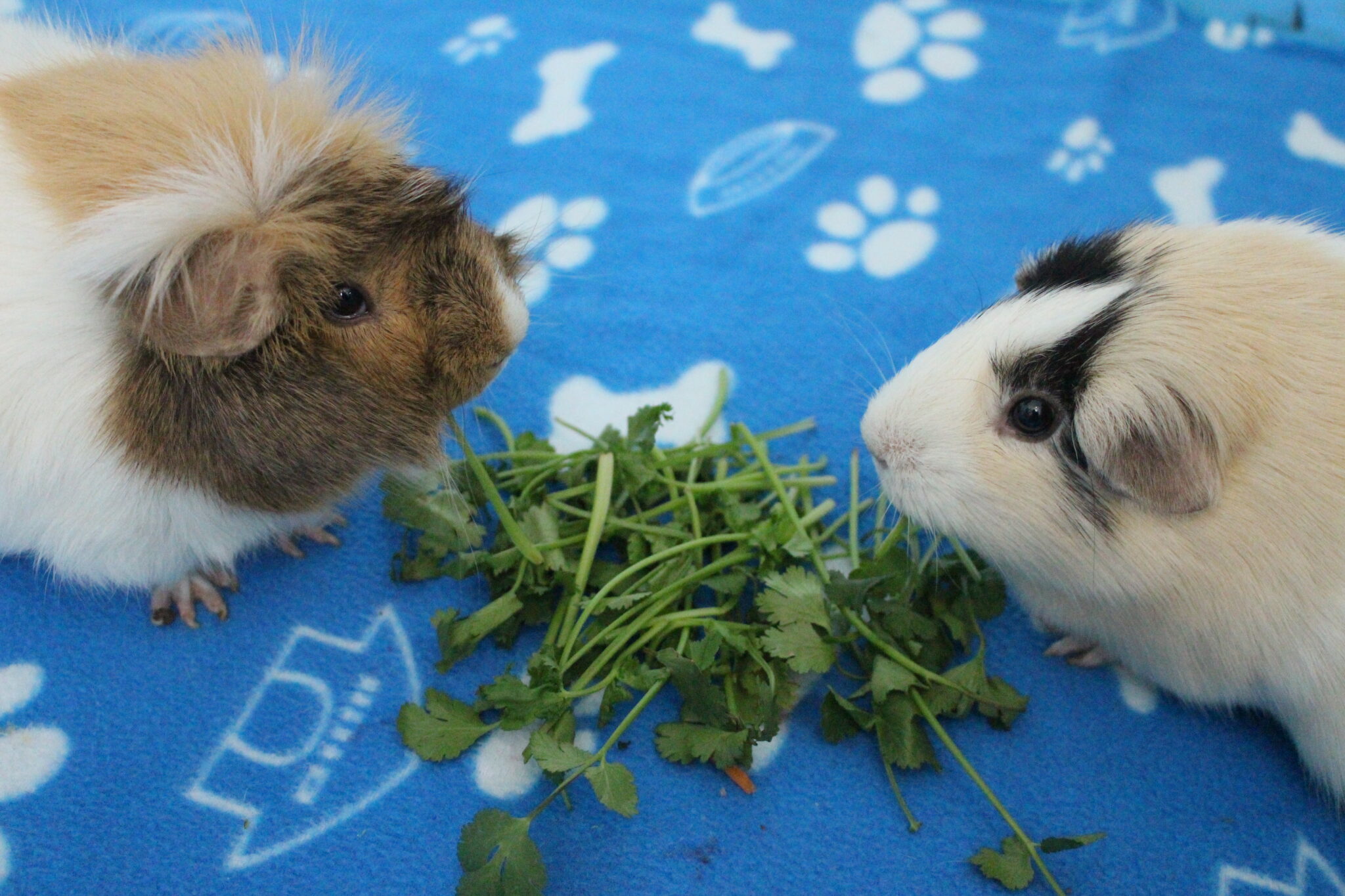 Dynamic Can Guinea Pigs Have Cilantro View in 4K Dynamic Can Guinea Pigs Have Cilantro View in 4K