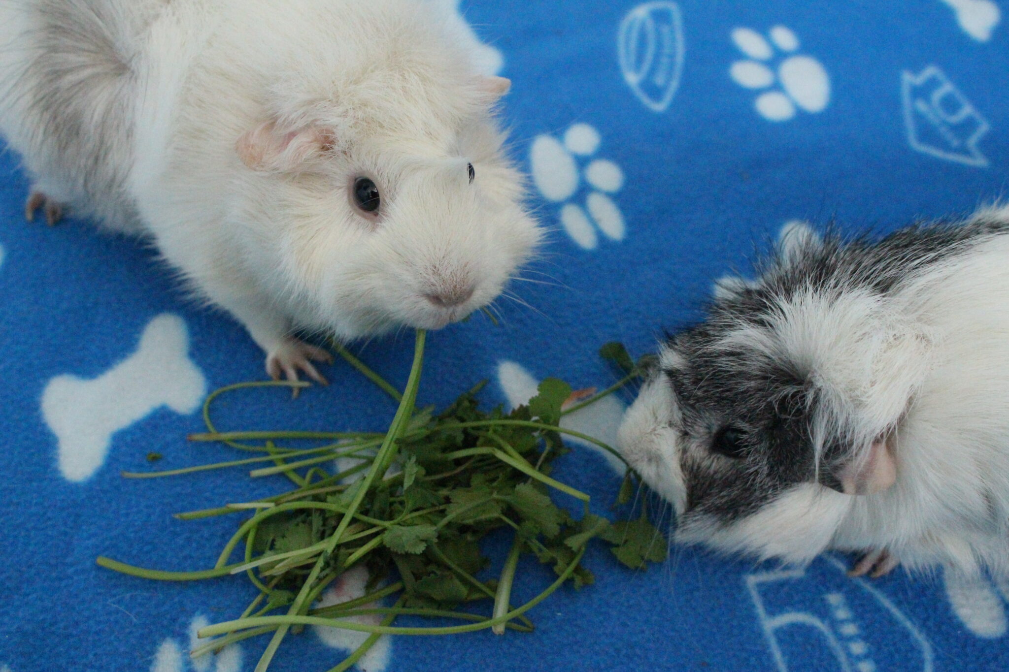 Artistic Can Guinea Pigs Have Cilantro Background in 4K Artistic Can Guinea Pigs Have Cilantro Background in 4K