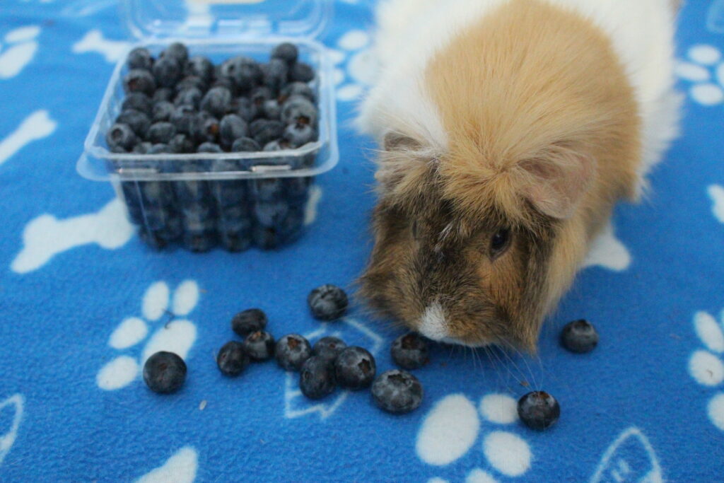 guinea pig eating blueberries