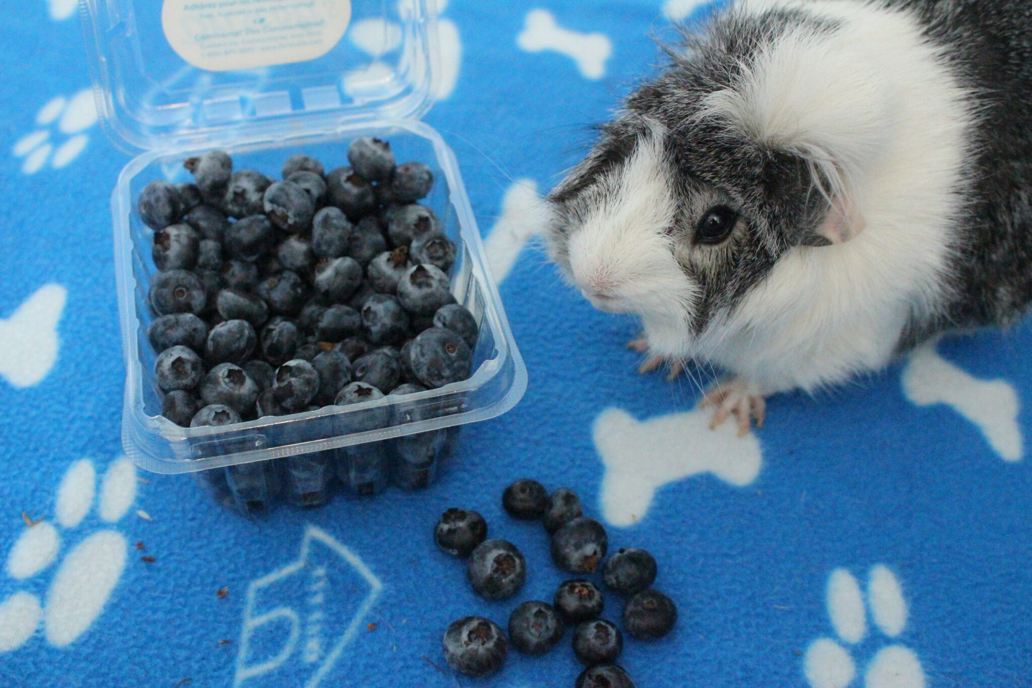 Image showcasing What Berries Can Guinea Pigs Eat? (10 Safe Types) - Precisely Pets