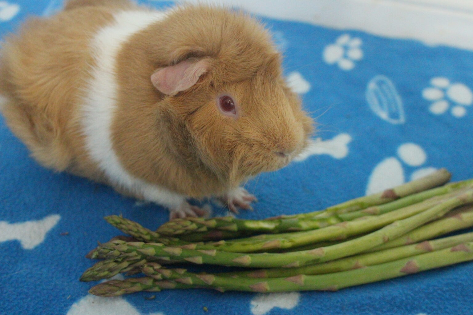 Can Guinea Pigs Eat Asparagus? (How Much Is Safe?) Precisely Pets