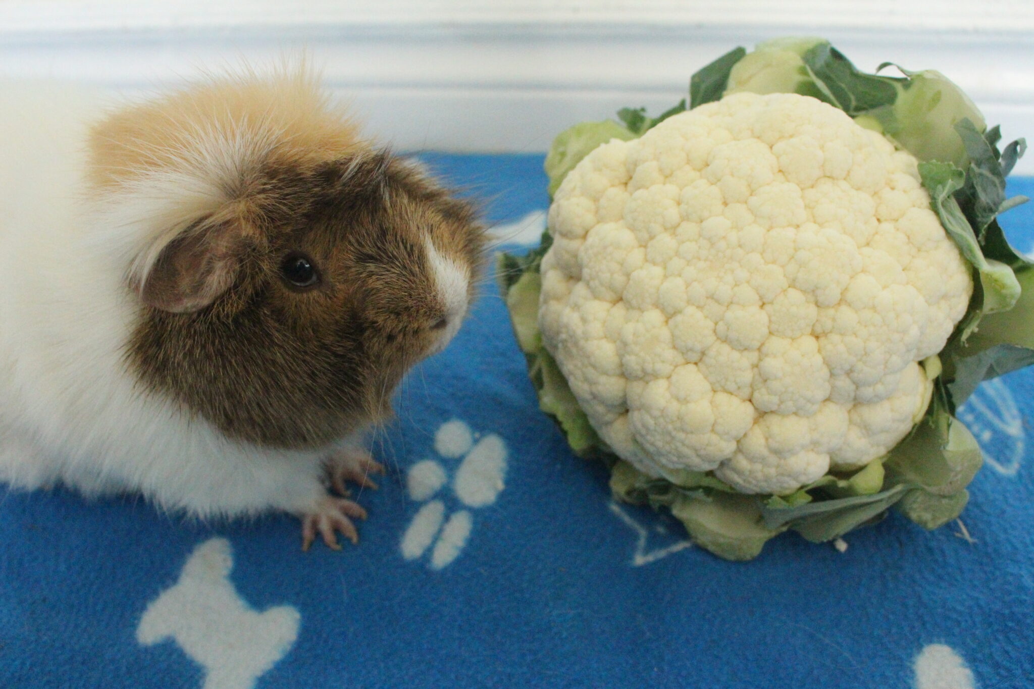 Image showcasing Can Guinea Pigs Eat Cauliflower Florets, Leaves, And Stem? (How Much Is ...