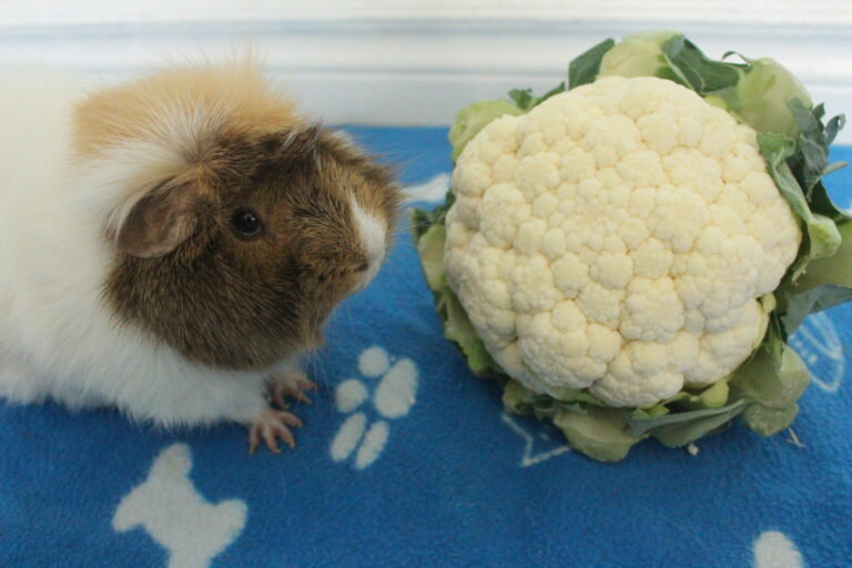 Picture of Can Guinea Pigs Eat Cauliflower Florets, Leaves, And Stem? (How Much Is ...