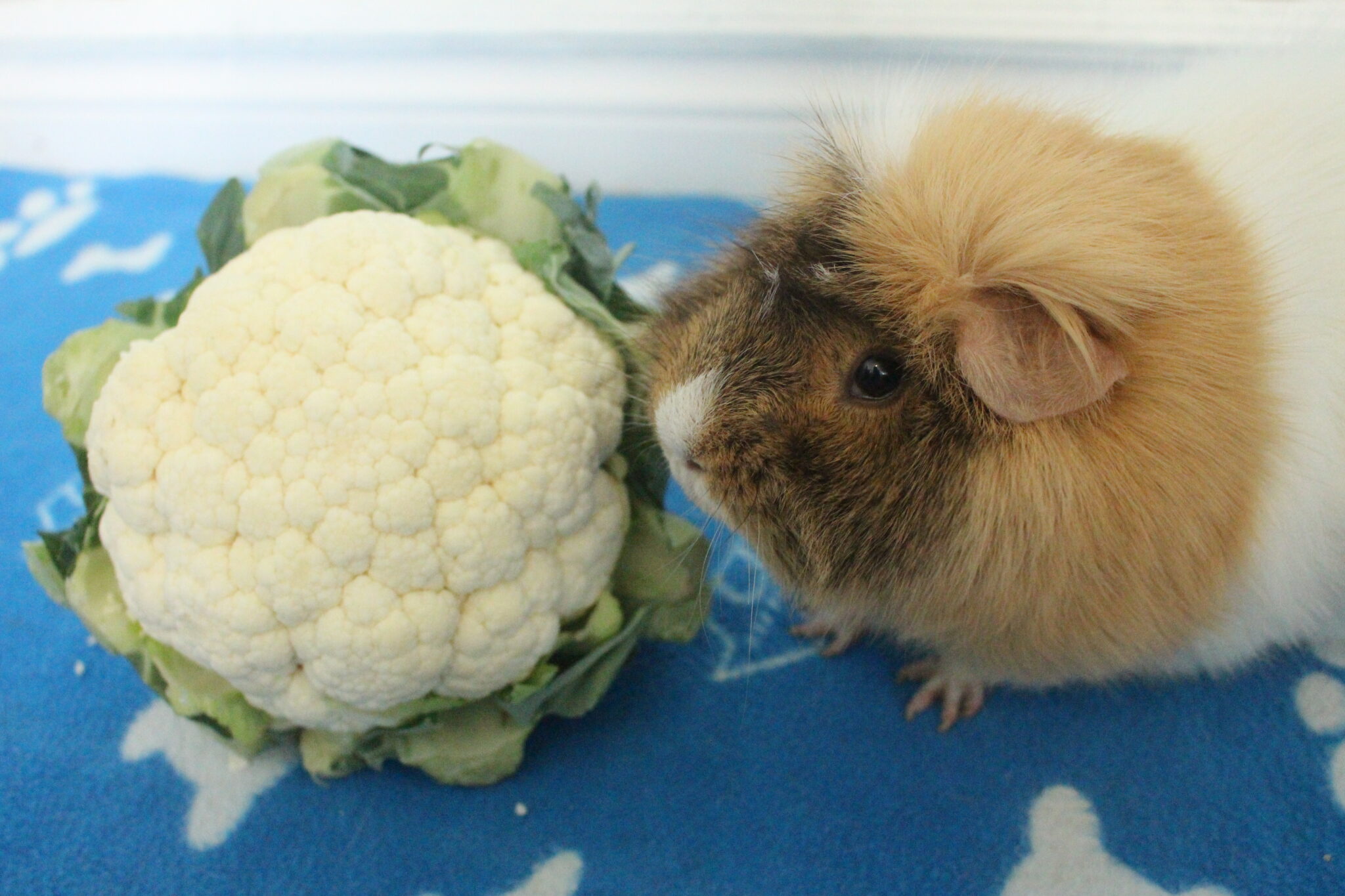 Image showcasing Can Guinea Pigs Eat Cauliflower Florets, Leaves, And Stem? (How Much Is ...