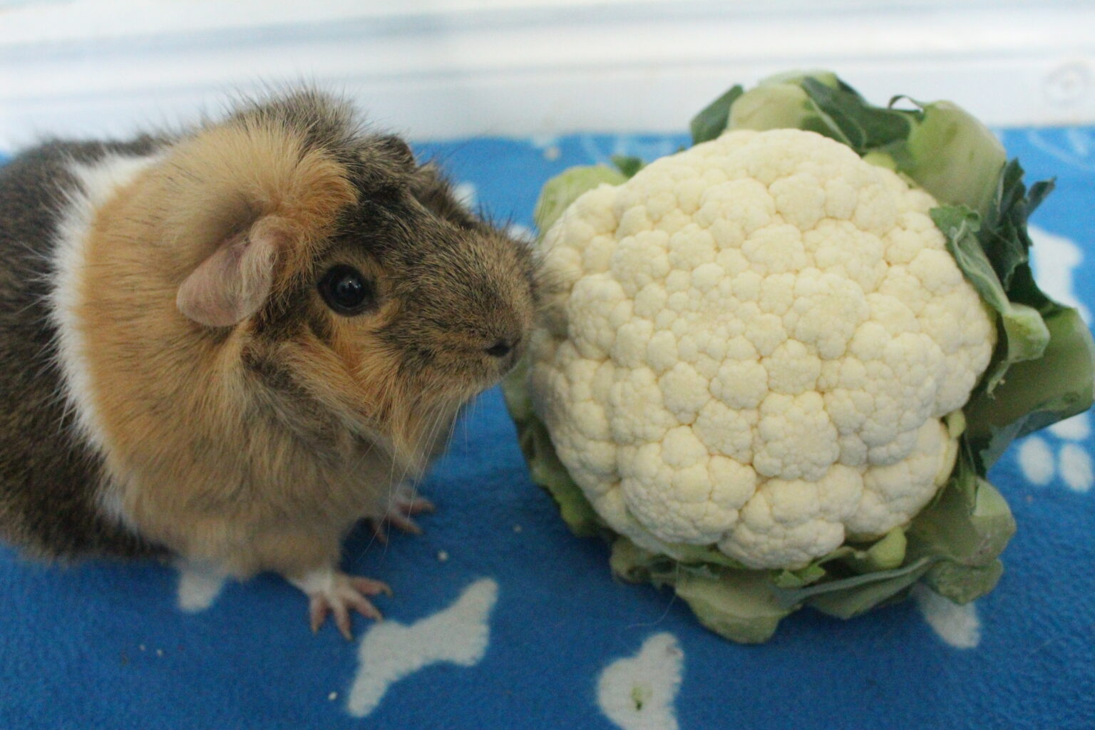 Can Guinea Pigs Eat Cauliflower Florets, Leaves, And Stem? (How Much Is
