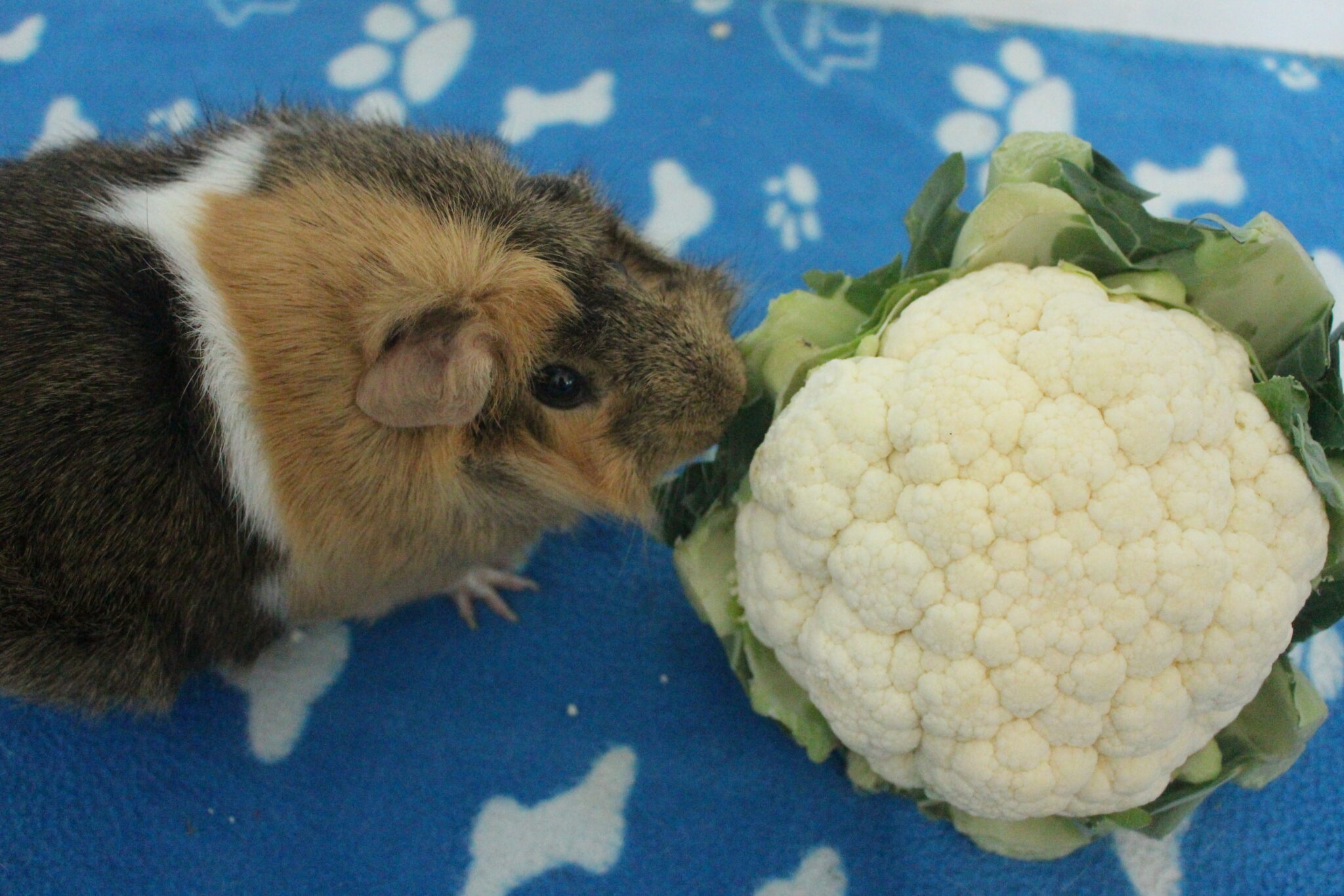 View of Can Guinea Pigs Eat Cauliflower Florets, Leaves, And Stem? (How Much Is ...