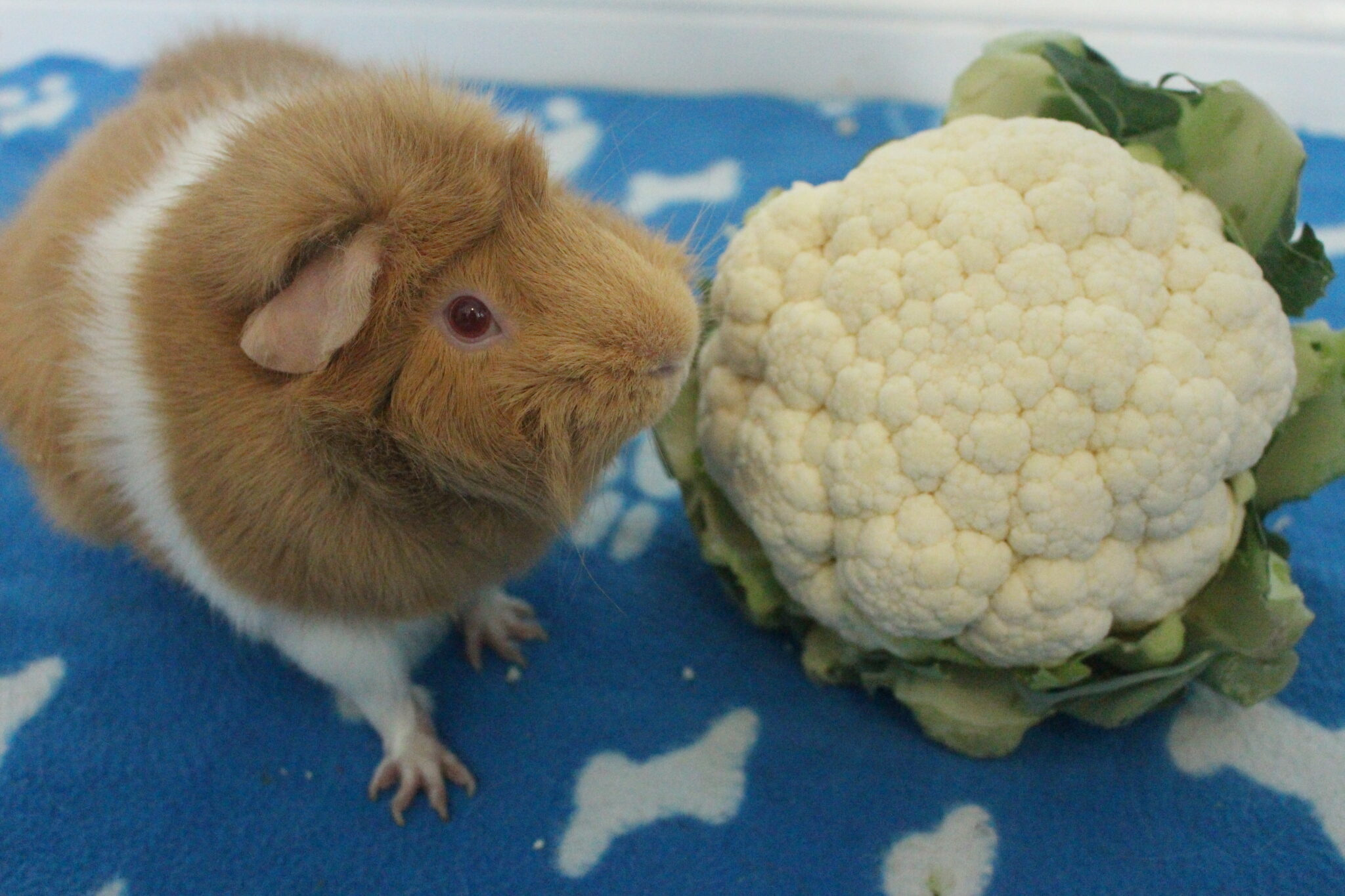 Can Guinea Pigs Eat Cauliflower Florets, Leaves, And Stem? (How Much Is ...