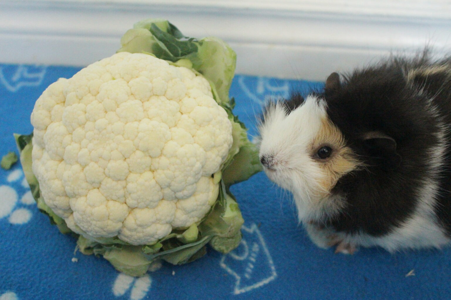 Can Guinea Pigs Eat Cauliflower Florets, Leaves, And Stem? (How Much Is ... - Broccoli Cauliflower Toxic To Guinea Pigs