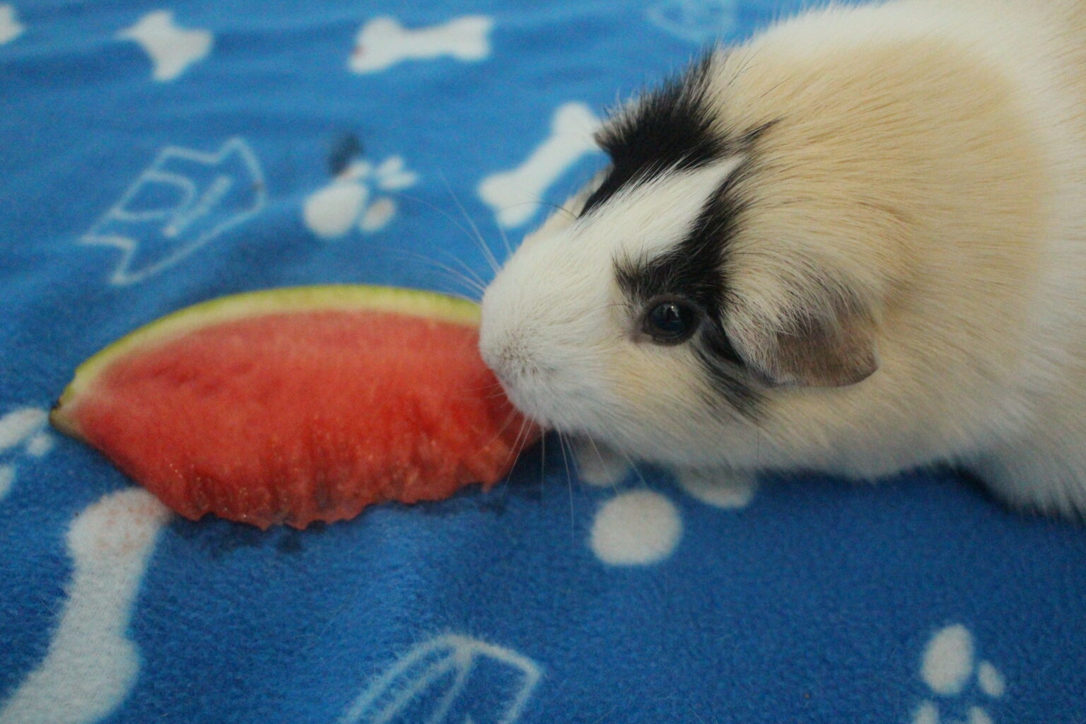 Can Guinea Pigs Eat Watermelon? (How Much Is Safe?) Precisely Pets
