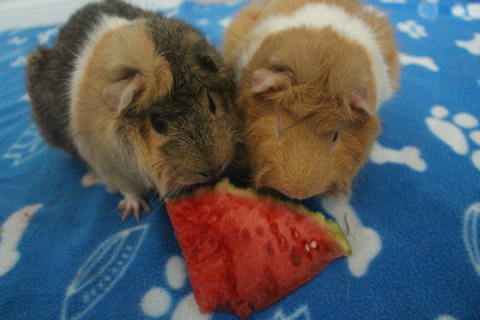 7 Reasons Why Guinea Pigs Die Suddenly Precisely Pets
