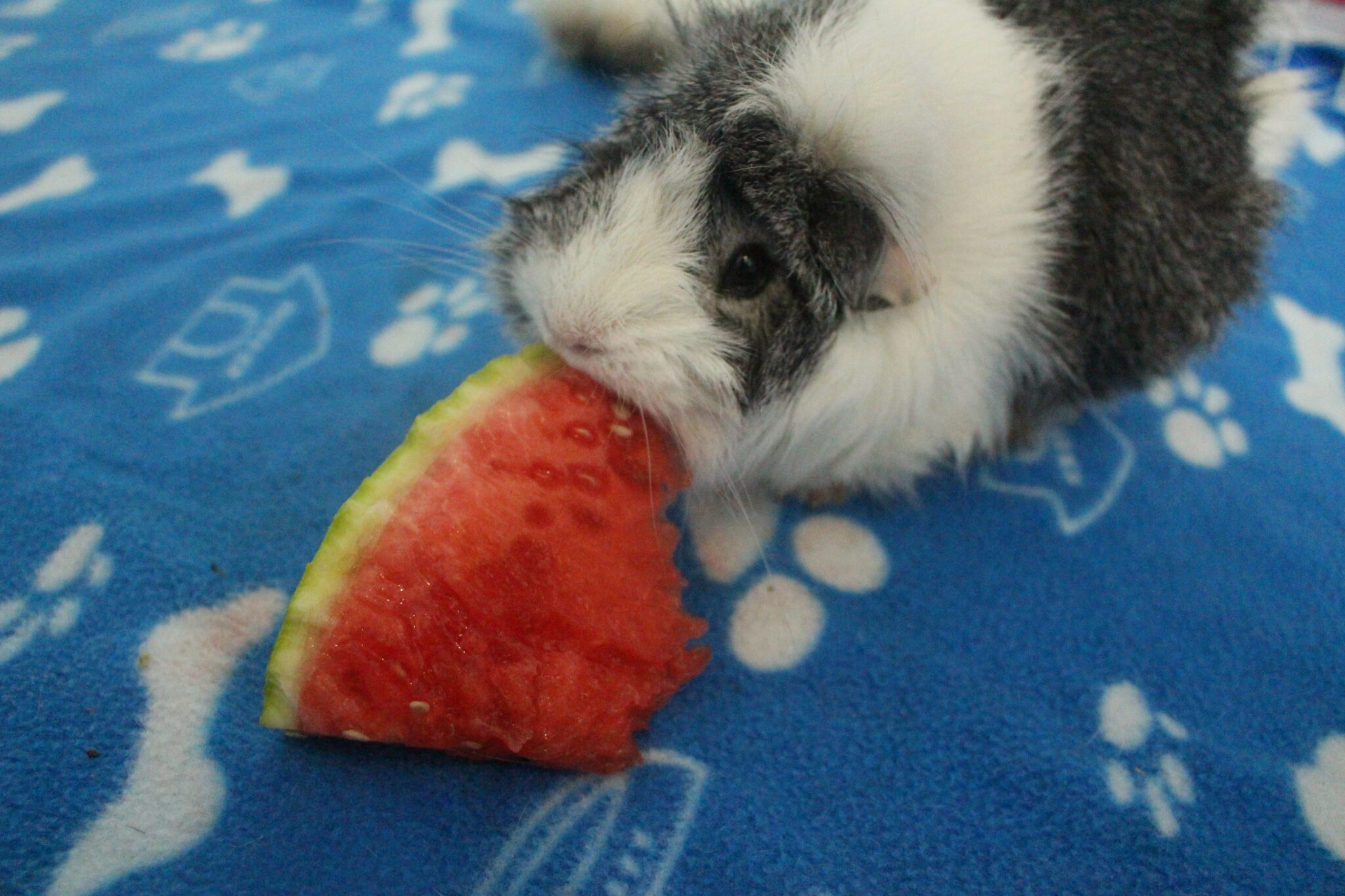 Picture Idea: Can Guinea Pigs Eat Avocado How Toxic Is It