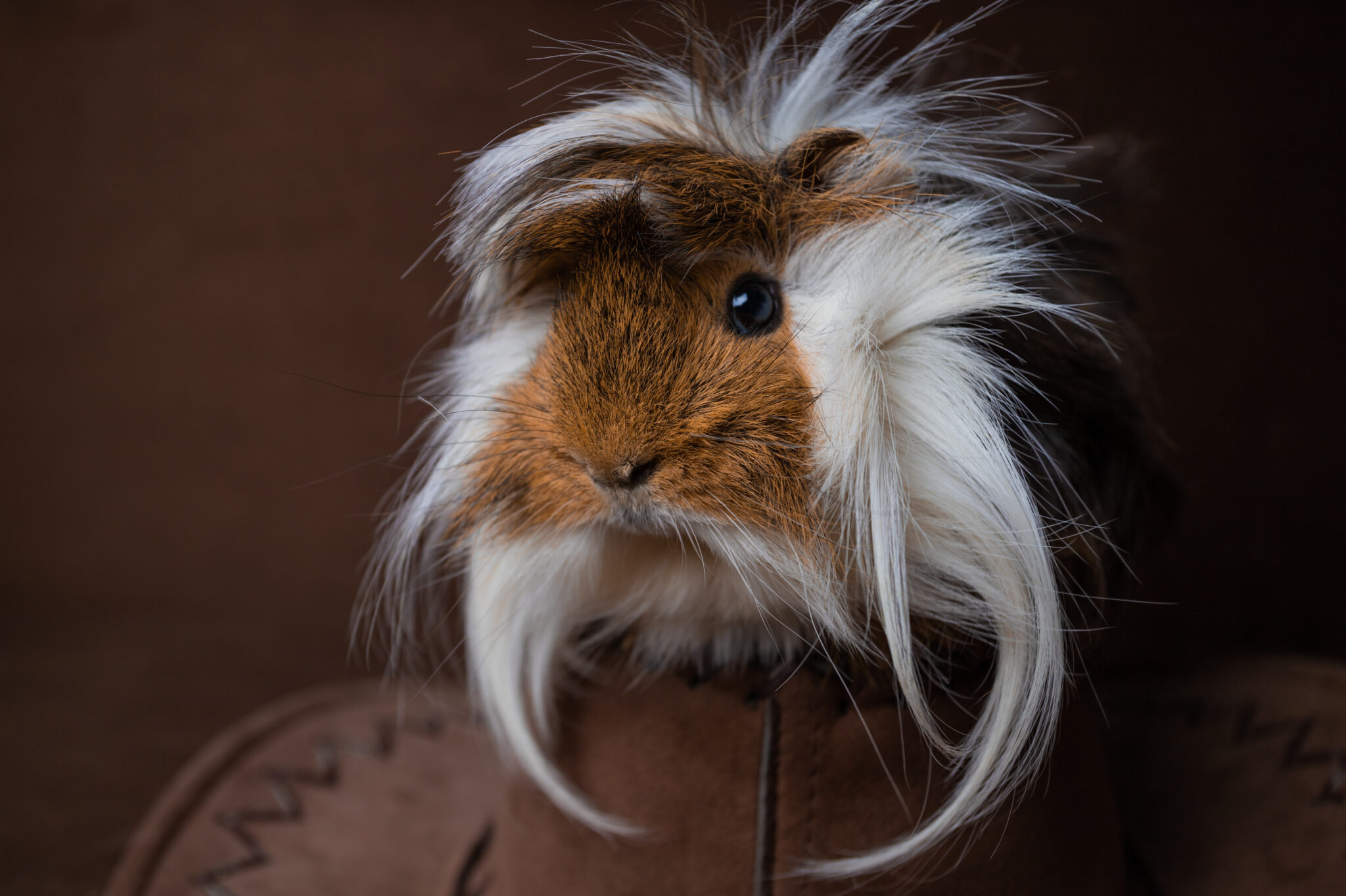 Are Guinea Pigs Nocturnal? (Or Are They Active During The Day ...