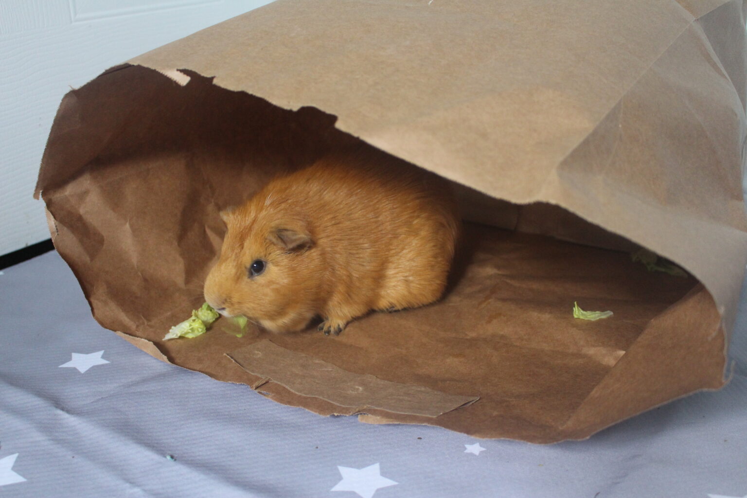 Is It Safe For Guinea Pigs To Eat Cardboard And Newspaper? (Is It Toxic