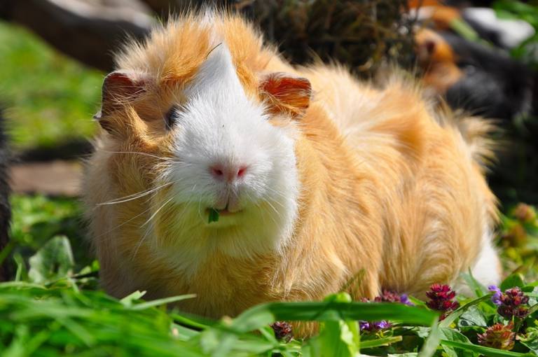 Do Guinea Pigs Attract Flies? How To Get Rid Of Flies Near The Cage Precisely Pets