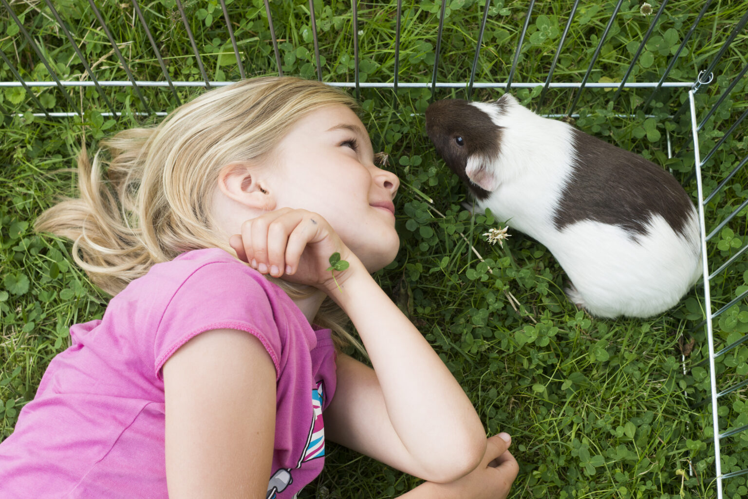 Do Guinea Pigs Recognize Their Owners? (How To Tell) Precisely Pets