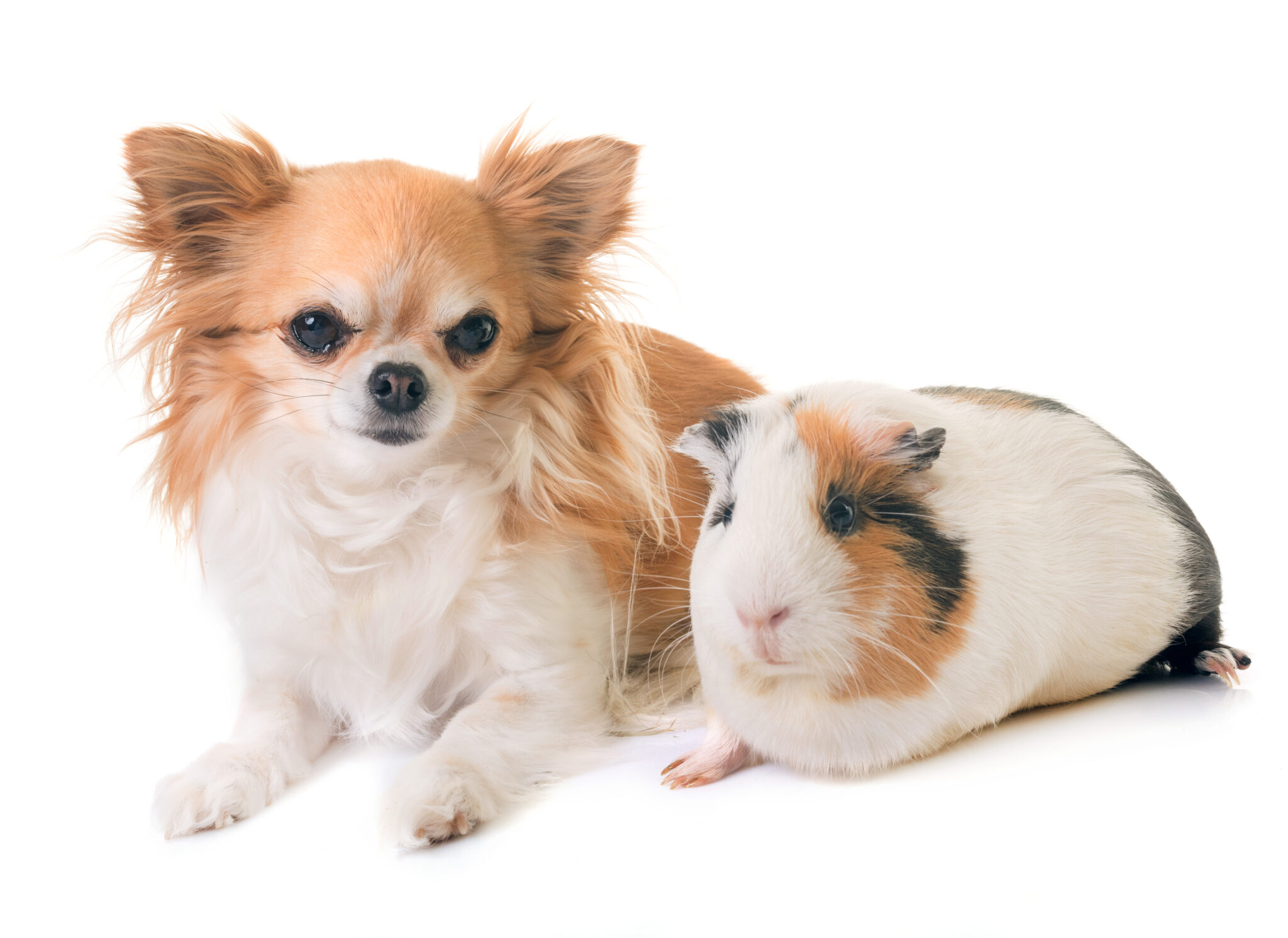 Do Guinea Pigs Get Along With Dogs? (Can They Play Together
