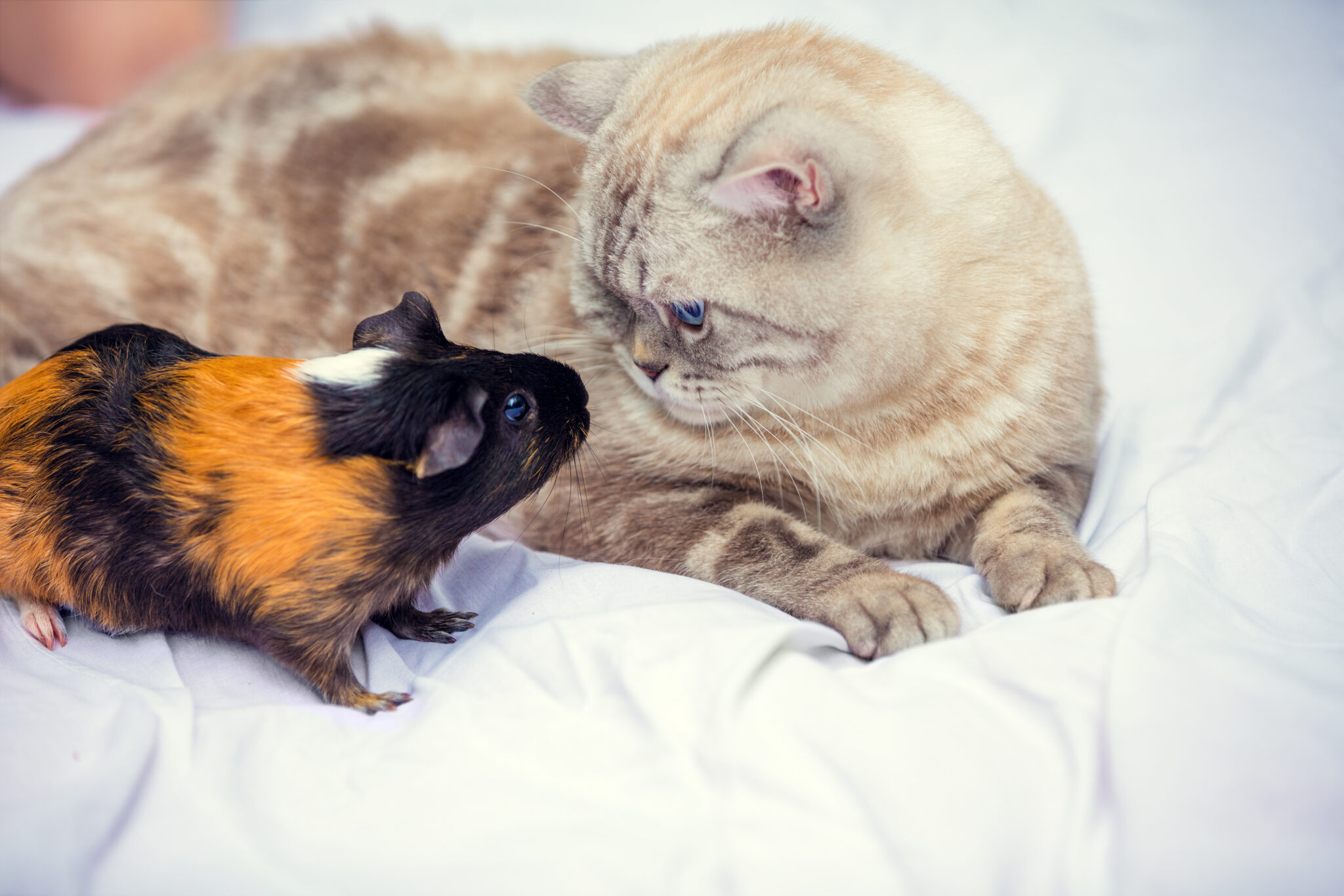 Do Guinea Pigs Get Along With Cats? (Can They Play Together