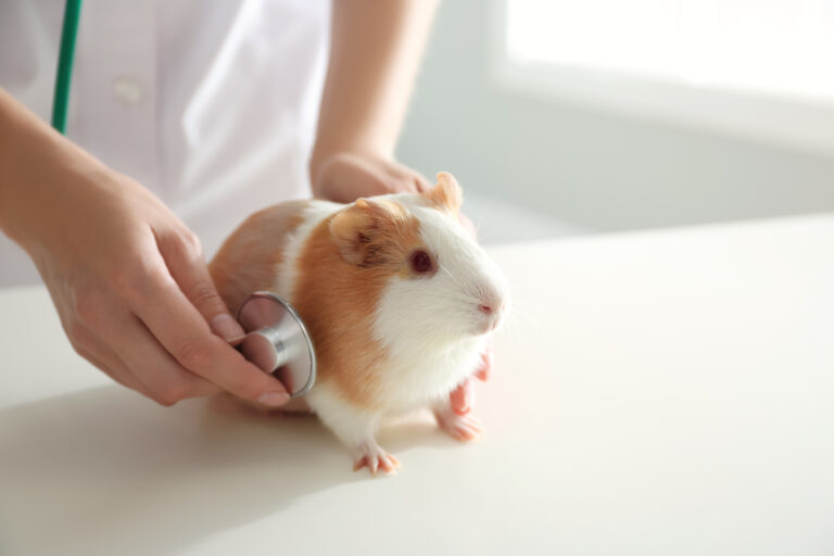 Image showcasing 8 Guinea Pig Sounds And What They Mean - Precisely Pets