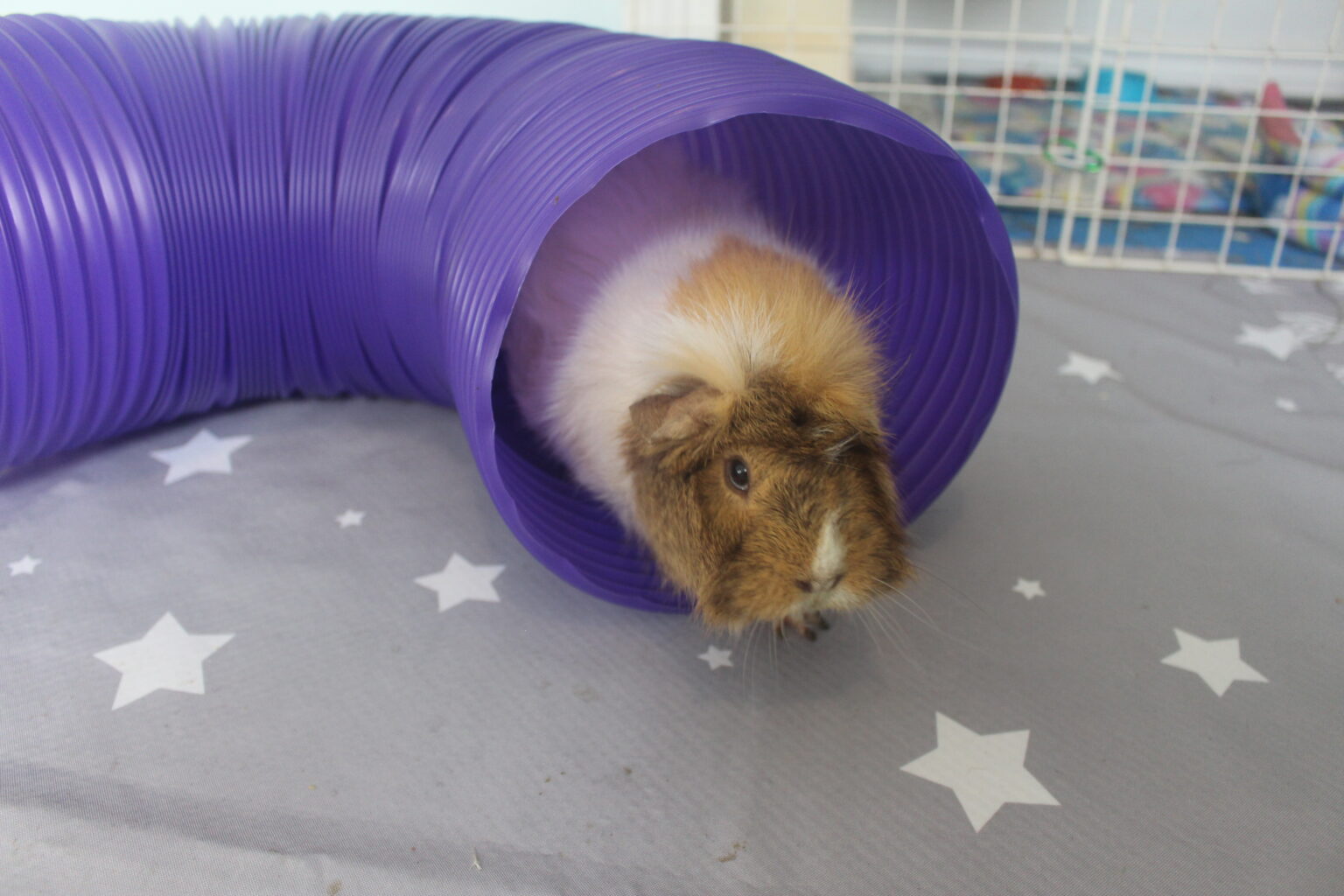 7 Reasons Why Guinea Pigs Die Suddenly - Precisely Pets