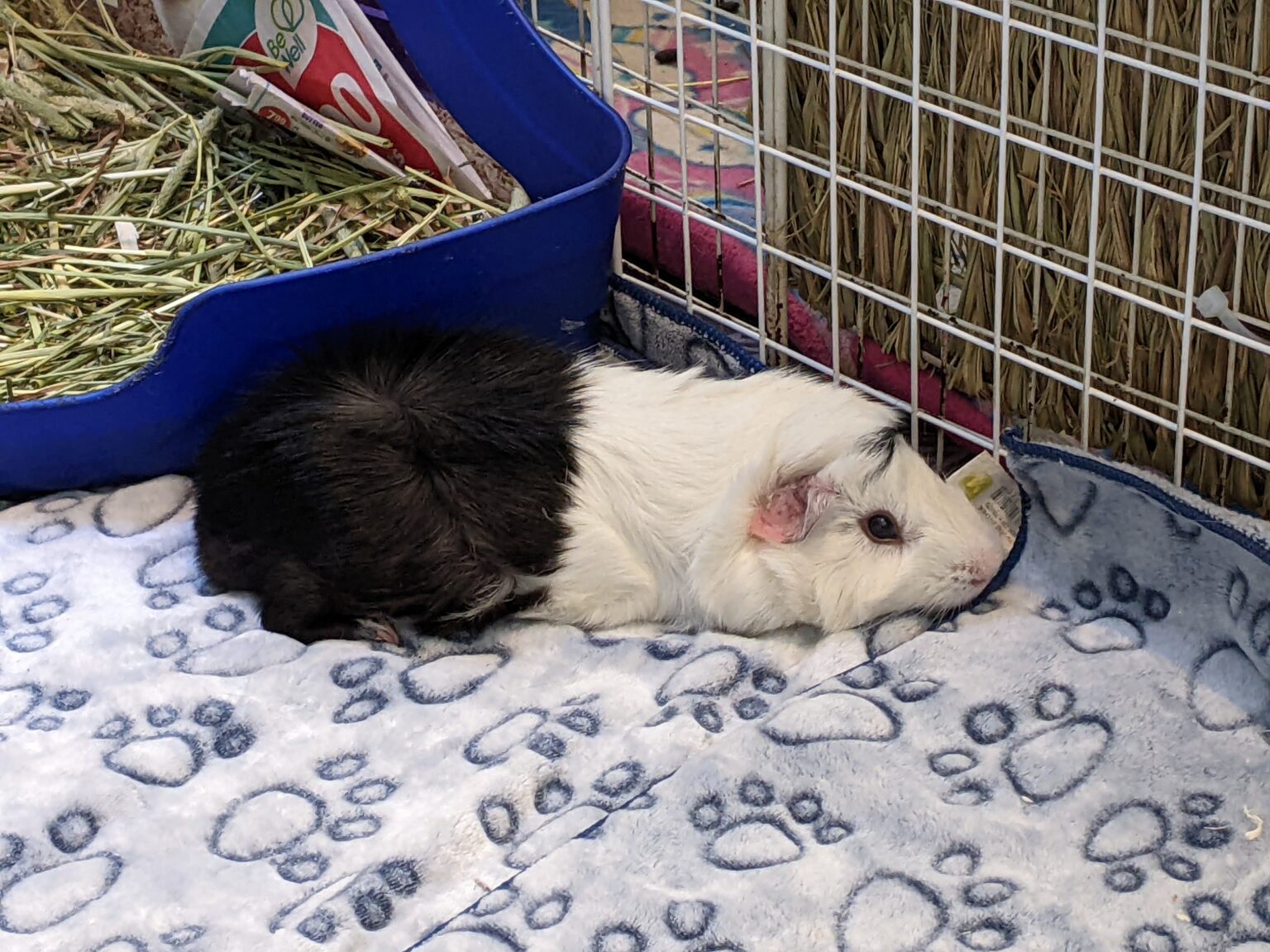 Male Vs. Female Guinea Pigs Pros And Cons Of Each Precisely Pets