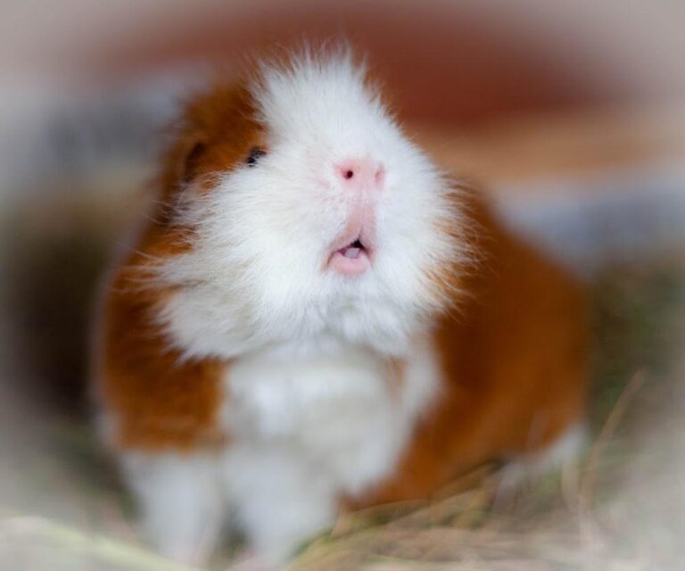 How To Keep Your Guinea Pig’s Teeth Short Naturally And Prevent
