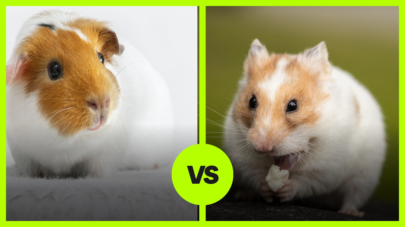 Do Guinea Pigs Get Along With Hamsters? (Can They Live Together