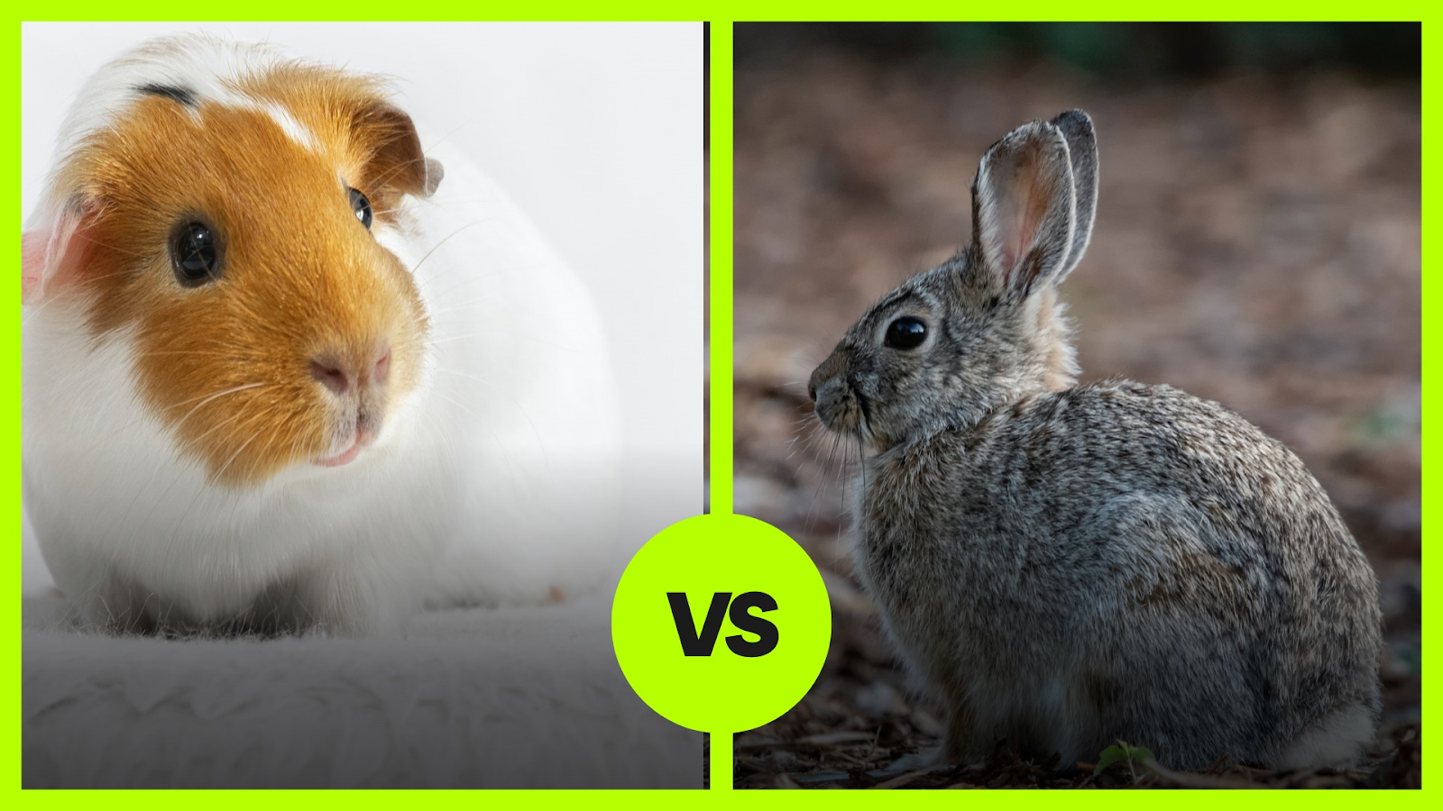 Do Guinea Pigs Get Along With Rabbits? (Can They Play Or Live Together