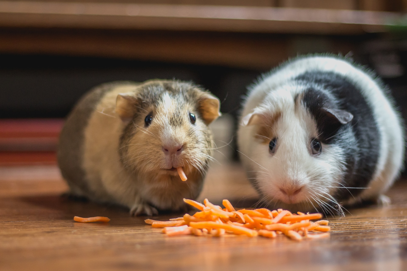 Do Guinea Pigs Stop Eating When They’re Full? (Can They Eat Too Much